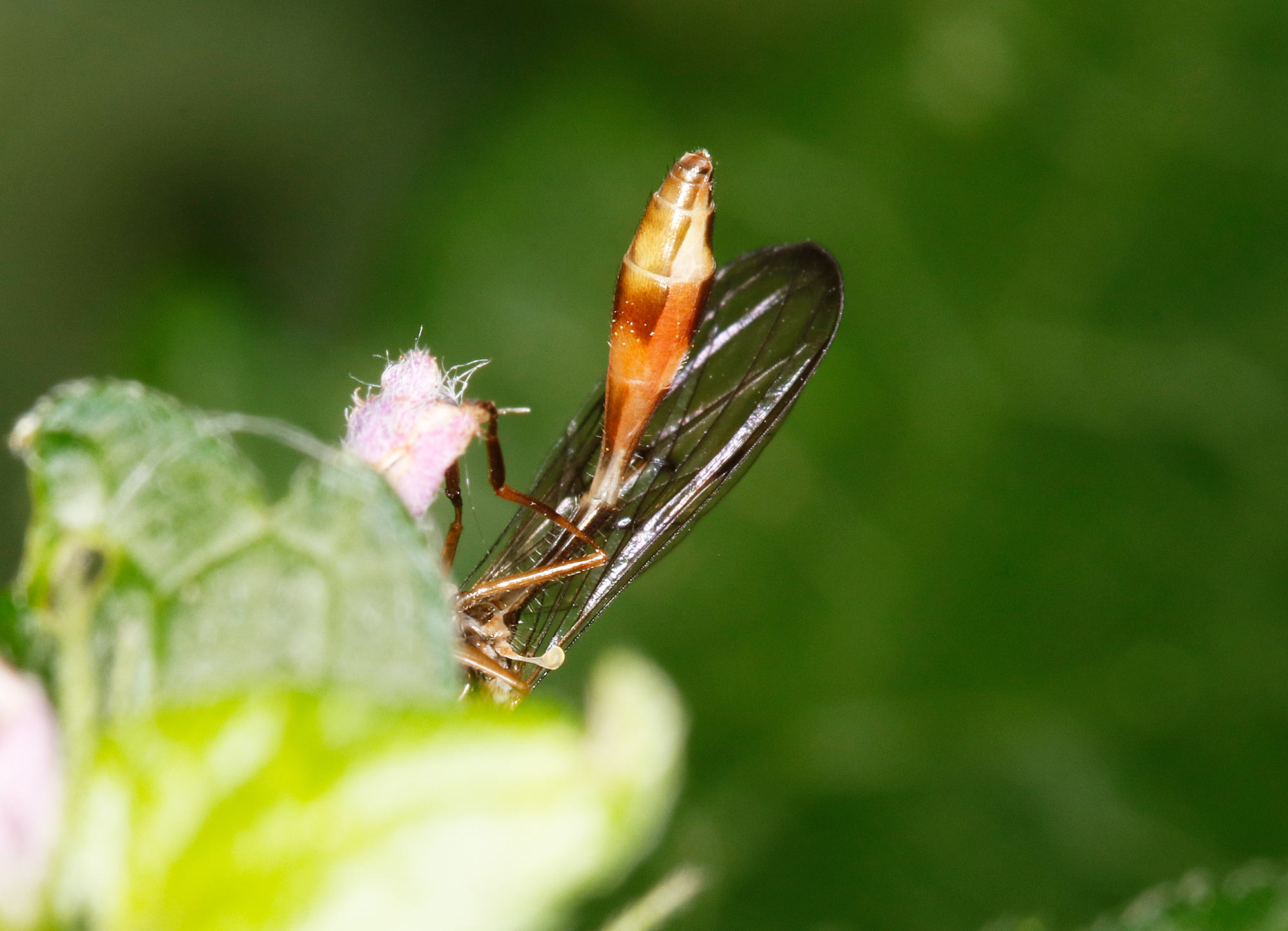 Syrphidae: Baccha elongata maschio e femmina